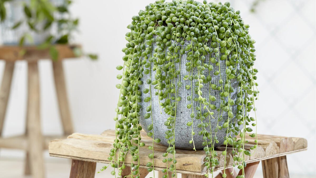 How To Propagate String Of Pearls Stingdrink Com   String Of Pearls 